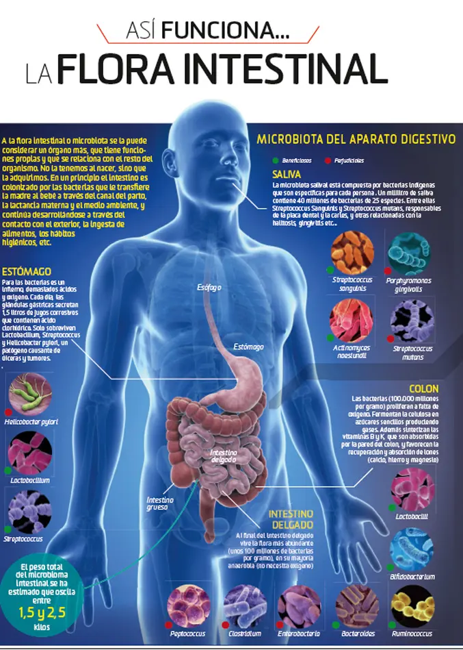 Problemas con la flora intestinal: Causas, síntomas y soluciones - Cómo saber si tengo la flora intestinal dañada problemas con la flora intestinal - Cómo saber si tengo la flora intestinal dañada