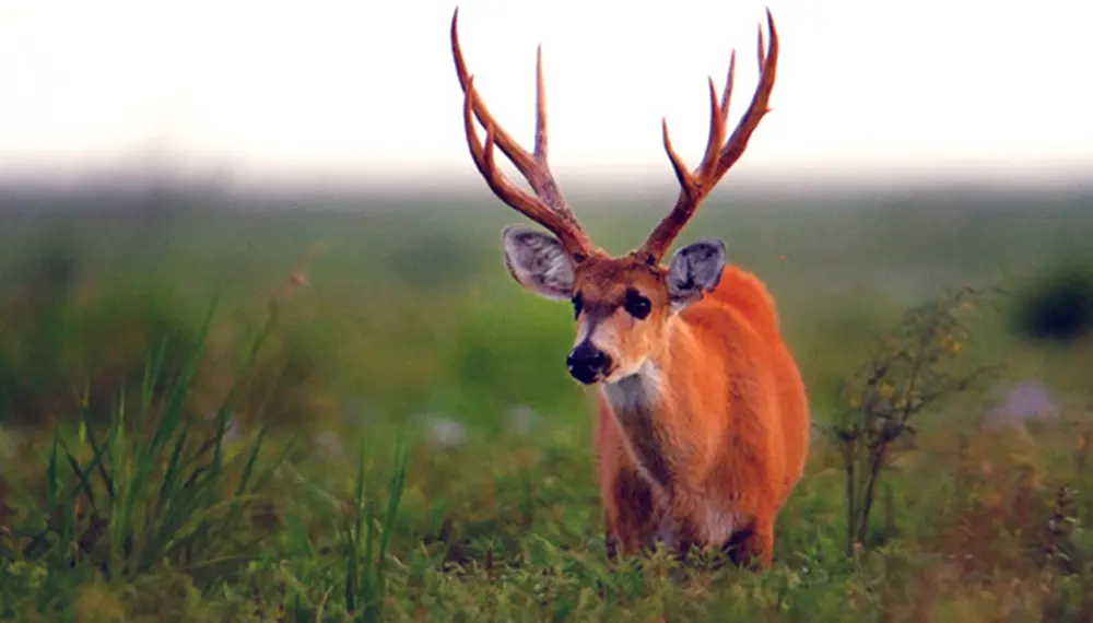 parque nacional ciervo de los pantanos flora y fauna - Cómo se alimenta el ciervo de los pantanos