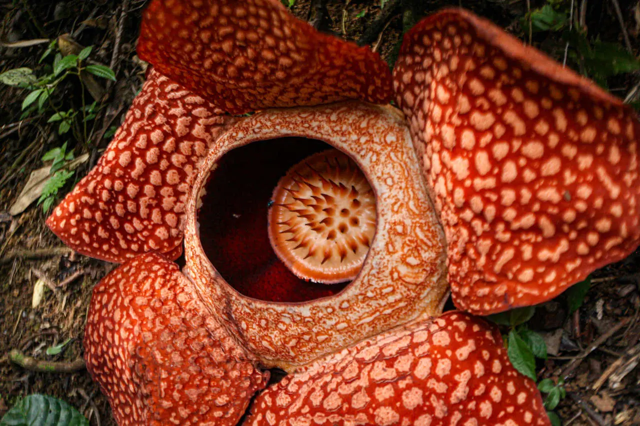 Flor Cadáver: Características y Curiosidades - Cómo se alimenta la flor cadáver flor cadáver características - Cómo se alimenta la flor cadáver