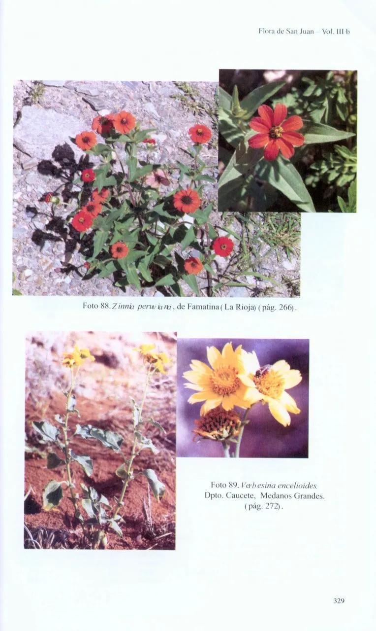 Flora de San Juan: Un tesoro natural en el centro oeste de Argentina - Cómo se caracteriza la flora sanjuanina flora de san juan - Cómo se caracteriza la flora sanjuanina