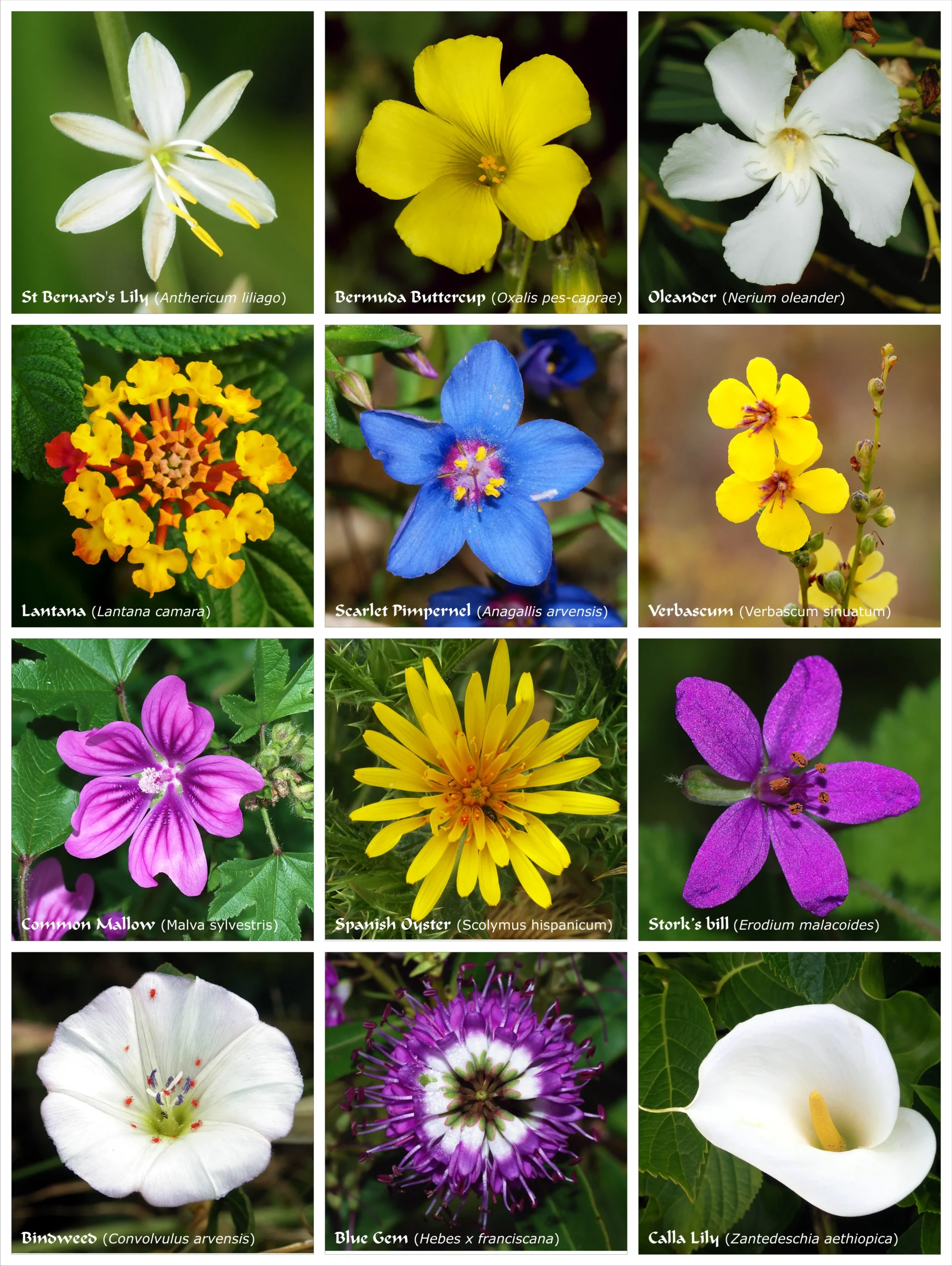 Flores Angiospermas: Ejemplos y Clasificación - Cómo se clasifican las plantas angiospermas flores angiospermas ejemplos - Cómo se clasifican las plantas angiospermas