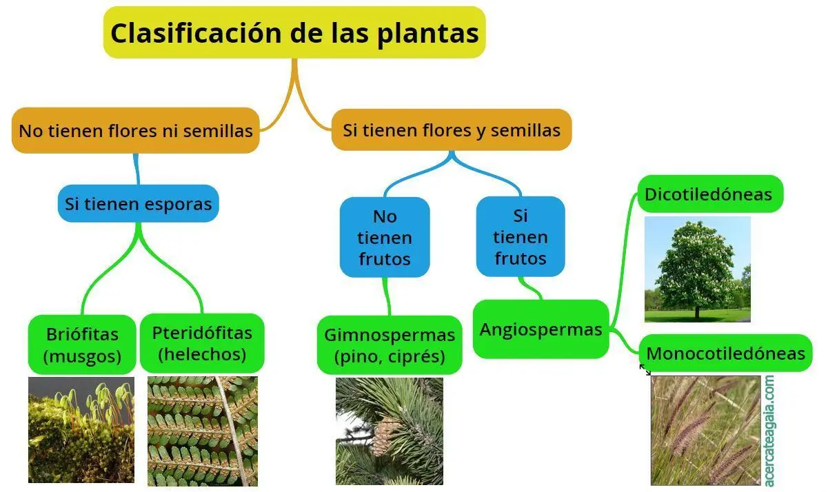 Clasificación de plantas con flores y sin flores - Cómo se clasifican las plantas según la presencia o ausencia de flores clasificacion de plantas con flores y sin flores - Cómo se clasifican las plantas según la presencia o ausencia de flores