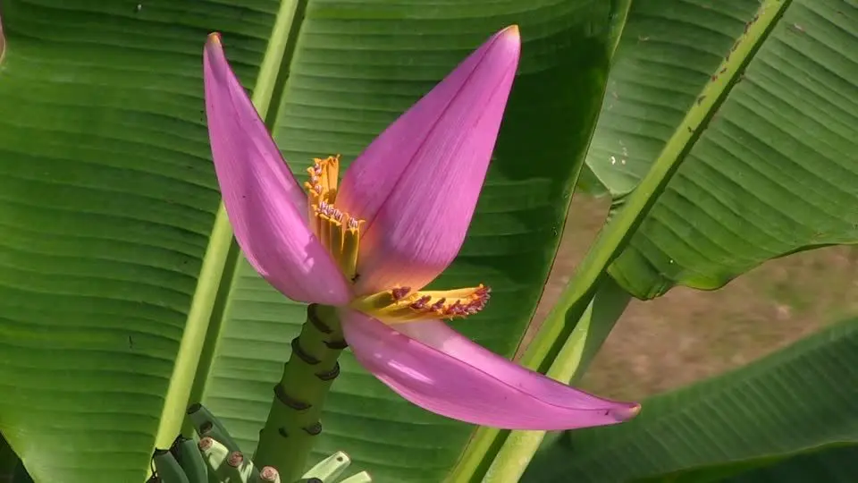 flor de banana de jardin - Cómo se come la flor de plátano