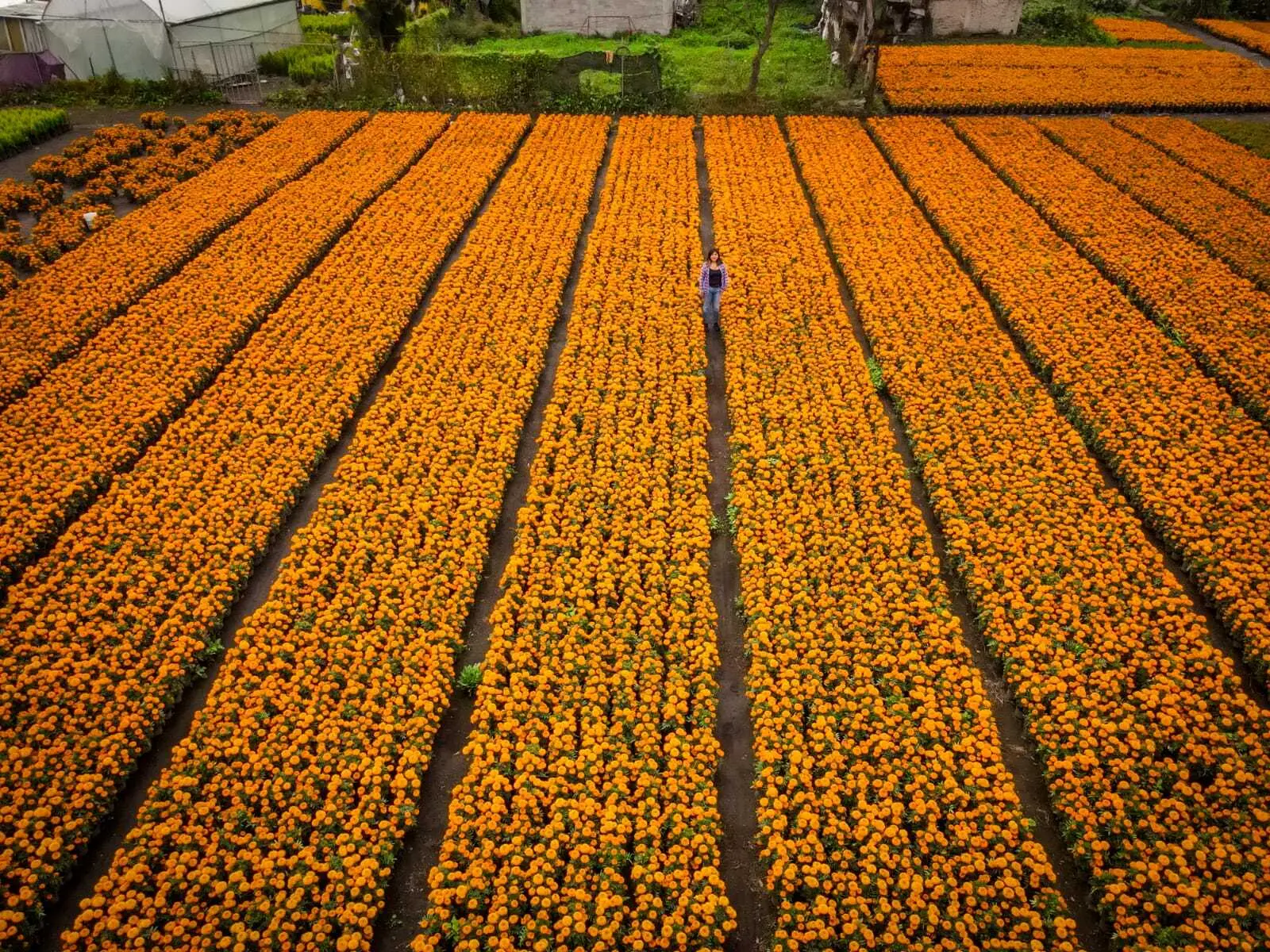 Flor de Cempasúchil: Precio y Significado en el Día de Muertos - Cómo se compra la flor de cempasúchil flor de cempasúchil precio - Cómo se compra la flor de cempasúchil