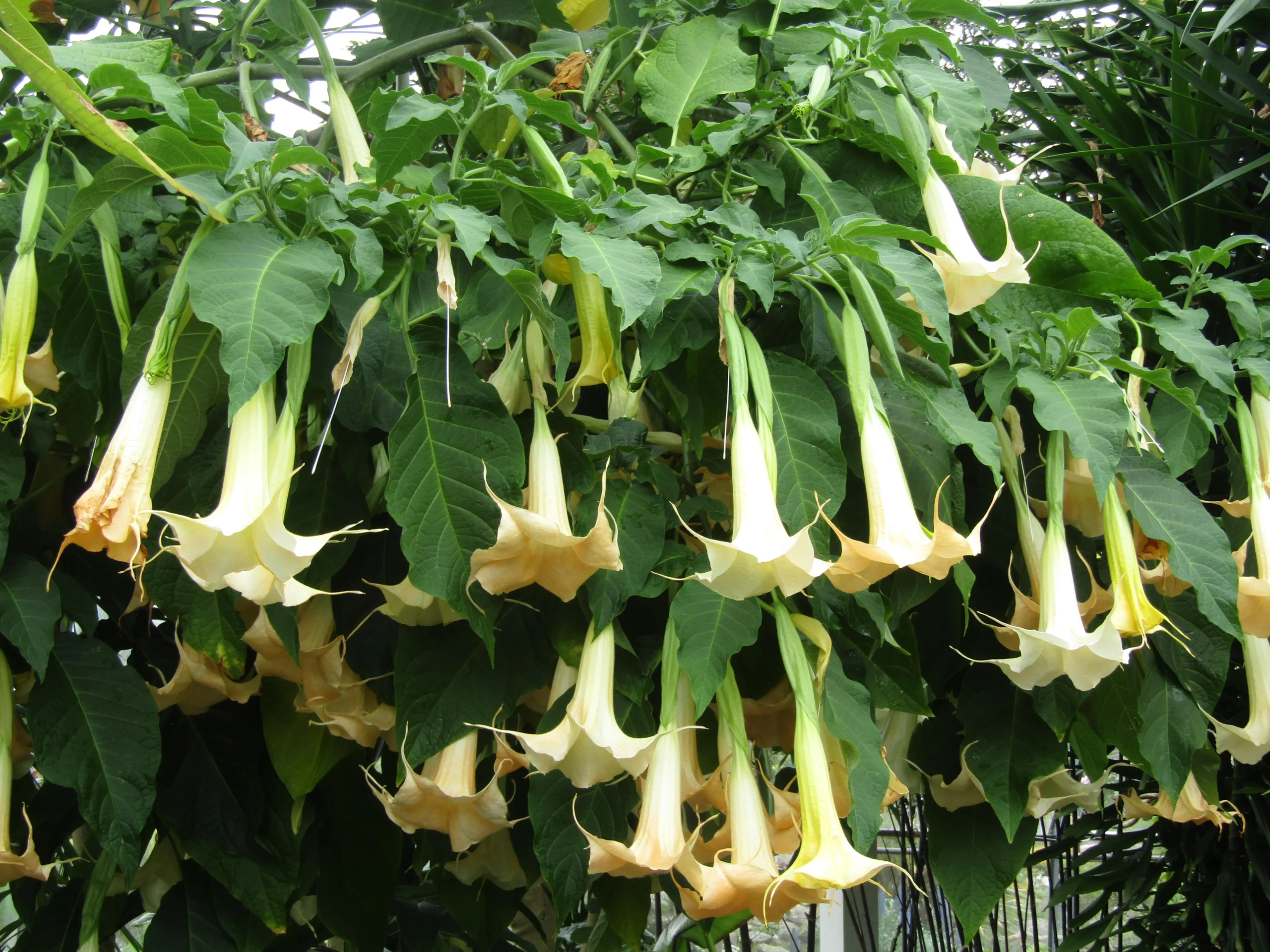 La flor de Datura: belleza y peligro en una planta - Cómo se consume la Datura flor de datura - Cómo se consume la Datura
