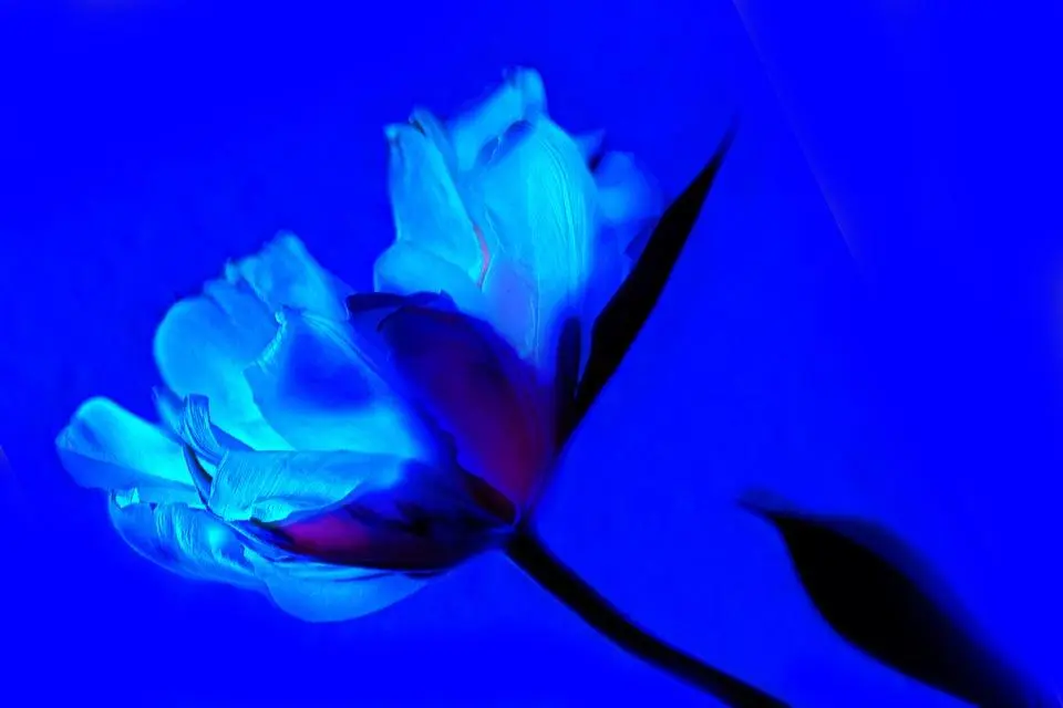 flor tulipan azul - Cómo se crean los tulipanes azules