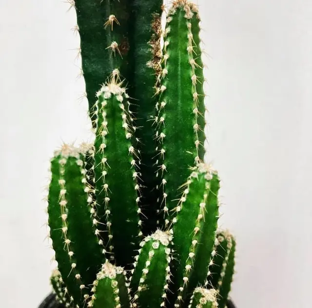 Cactus Castillo de Hadas con Flores: La Belleza del Reino Vegetal - Cómo se cuida el cactus castillo de hadas cactus castillo de hadas con flores - Cómo se cuida el cactus castillo de hadas