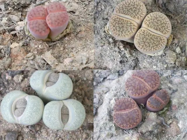 cactus piedra flor - Cómo se cuida el cactus piedra
