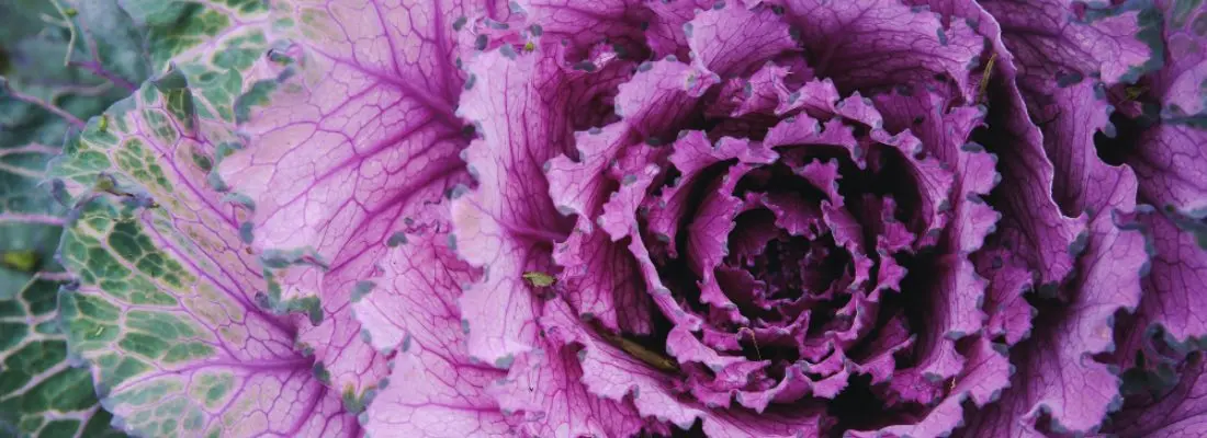flor que parece un repollo - Cómo se cuida la col ornamental