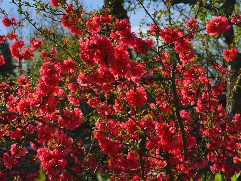 enredaderas con flores rojas - Cómo se cuida la dipladenia