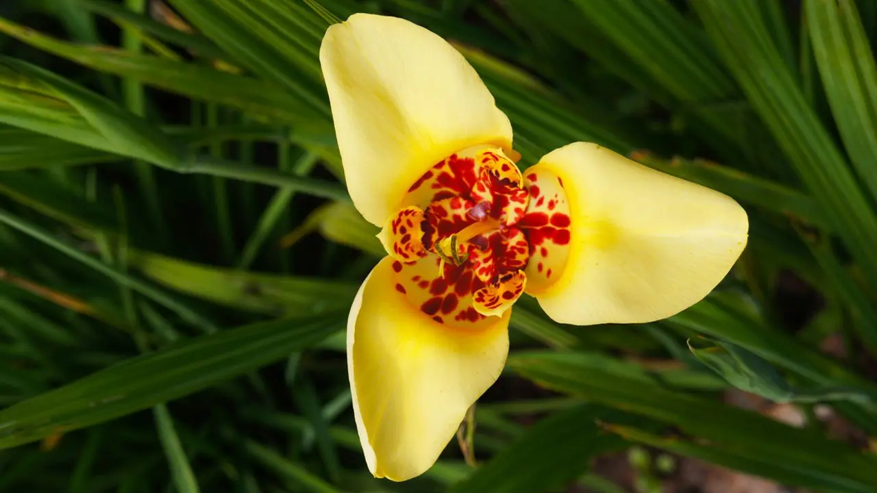 La Flor de un Día: Belleza Efímera en tu Jardín - Cómo se cuida la flor de un día flor de un dia - Cómo se cuida la flor de un día