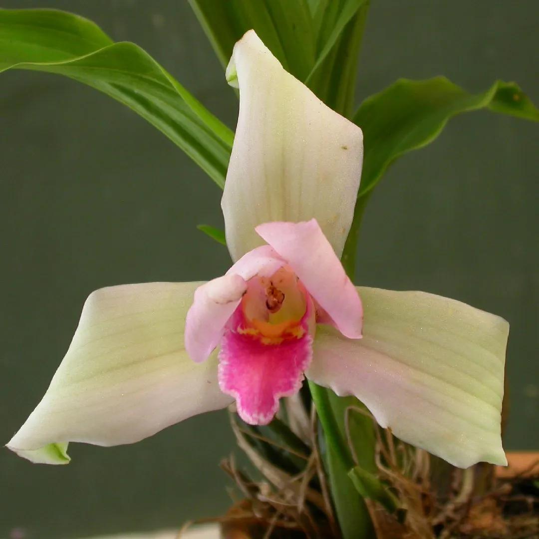 La Flor de Monja Blanca: Belleza y Misterio en la Naturaleza - Cómo se cuida la Monja Blanca flor de monja blanca - Cómo se cuida la Monja Blanca
