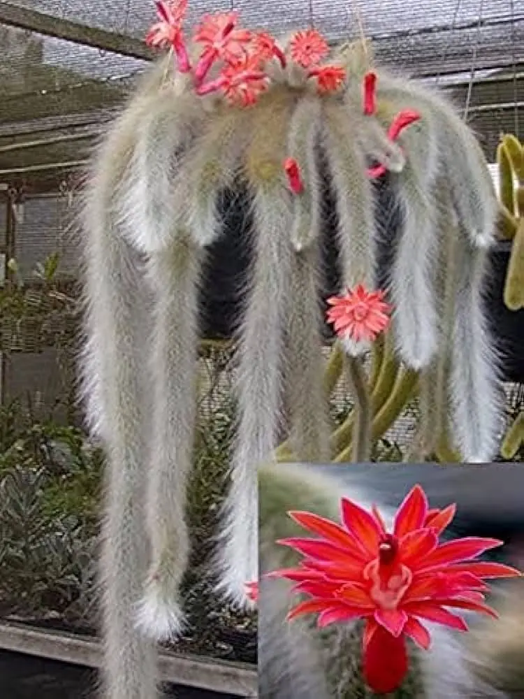 Cola de mono flor: Cuidados y características - Cómo se cuida la planta cola de mono cola de mono flor - Cómo se cuida la planta cola de mono