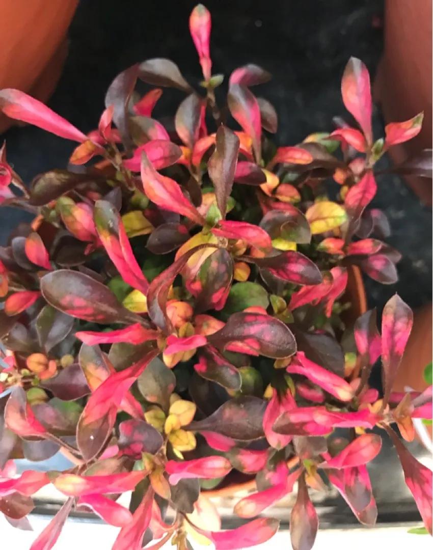 flor coqueta amarilla - Cómo se cuida la planta coqueta