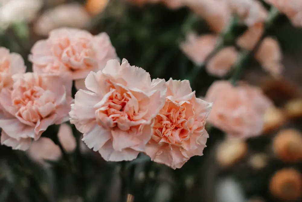 Flor de Clavel: Cuidados y Características - Cómo se cuida la planta de claveles flor de clavel - Cómo se cuida la planta de claveles
