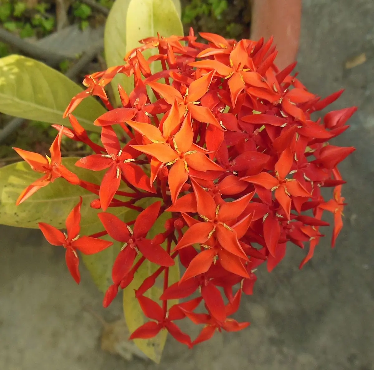 coral planta flor - Cómo se cuida la planta de coral
