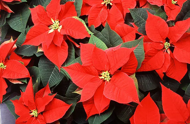 Flor de Estrella Federal: Cuidados y Características - Cómo se cuida la planta estrella federal flor de estrella federal - Cómo se cuida la planta estrella federal