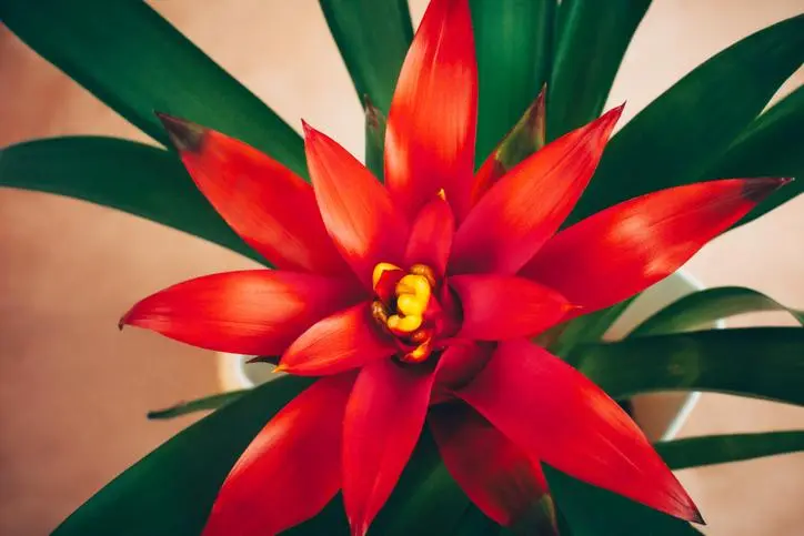Flor de Guzmania: Belleza tropical para el interior de tu hogar - Cómo se cuida la planta guzmania flor de guzmania - Cómo se cuida la planta guzmania