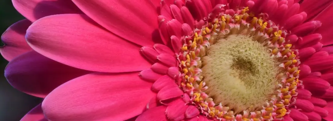 Gérberas: La flor que ilumina tu hogar con alegría - Cómo se cuidan las gerberas en maceta gérberas flores - Cómo se cuidan las gerberas en maceta
