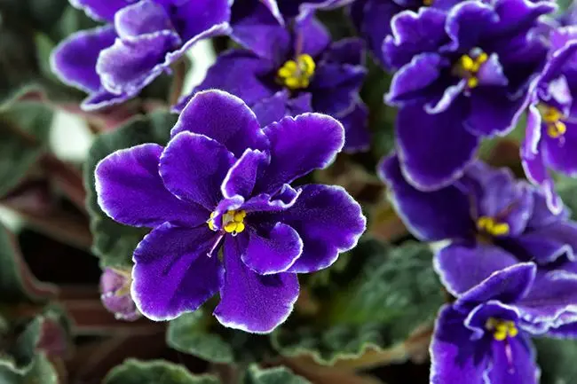 las flores violetas - Cómo se debe regar las violetas