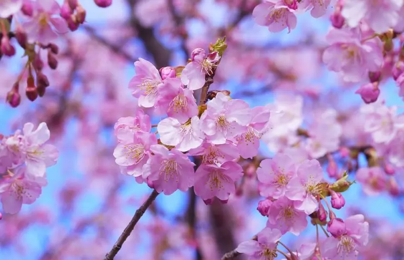 Flor de durazno japonés: belleza y simbolismo de la primavera en Japón - Cómo se dice flor de durazno en japonés flor de durazno japonés - Cómo se dice flor de durazno en japonés