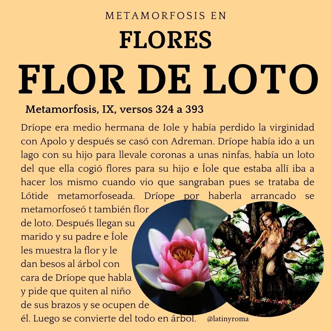 flor de loto mito - Cómo se escribe flor de loto en maya