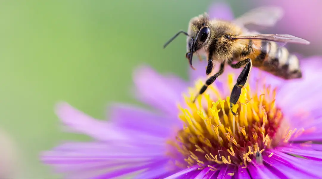 ¿Qué diferencia hay entre la miel de abeja y la miel de flores? - Cómo se hace la miel de flores cual es la miel de flores - Cómo se hace la miel de flores