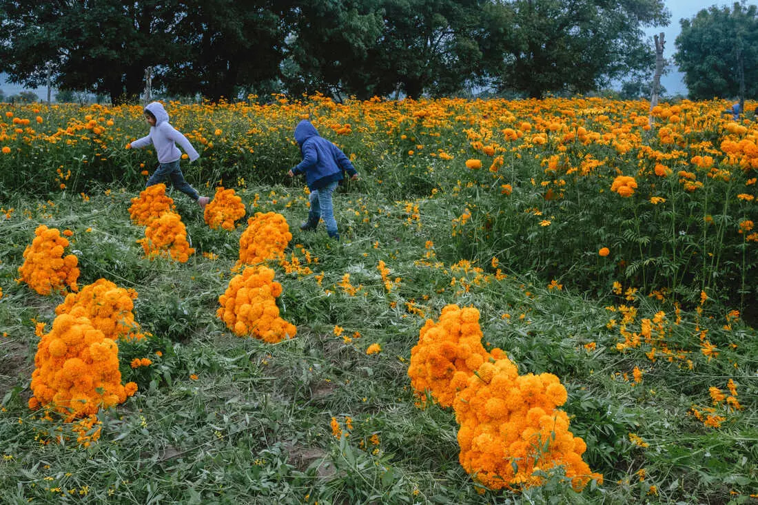Cosecha de flores: una actividad rentable en el sector agrícola - Cómo se le dice al cultivo de flores cosecha de flores - Cómo se le dice al cultivo de flores
