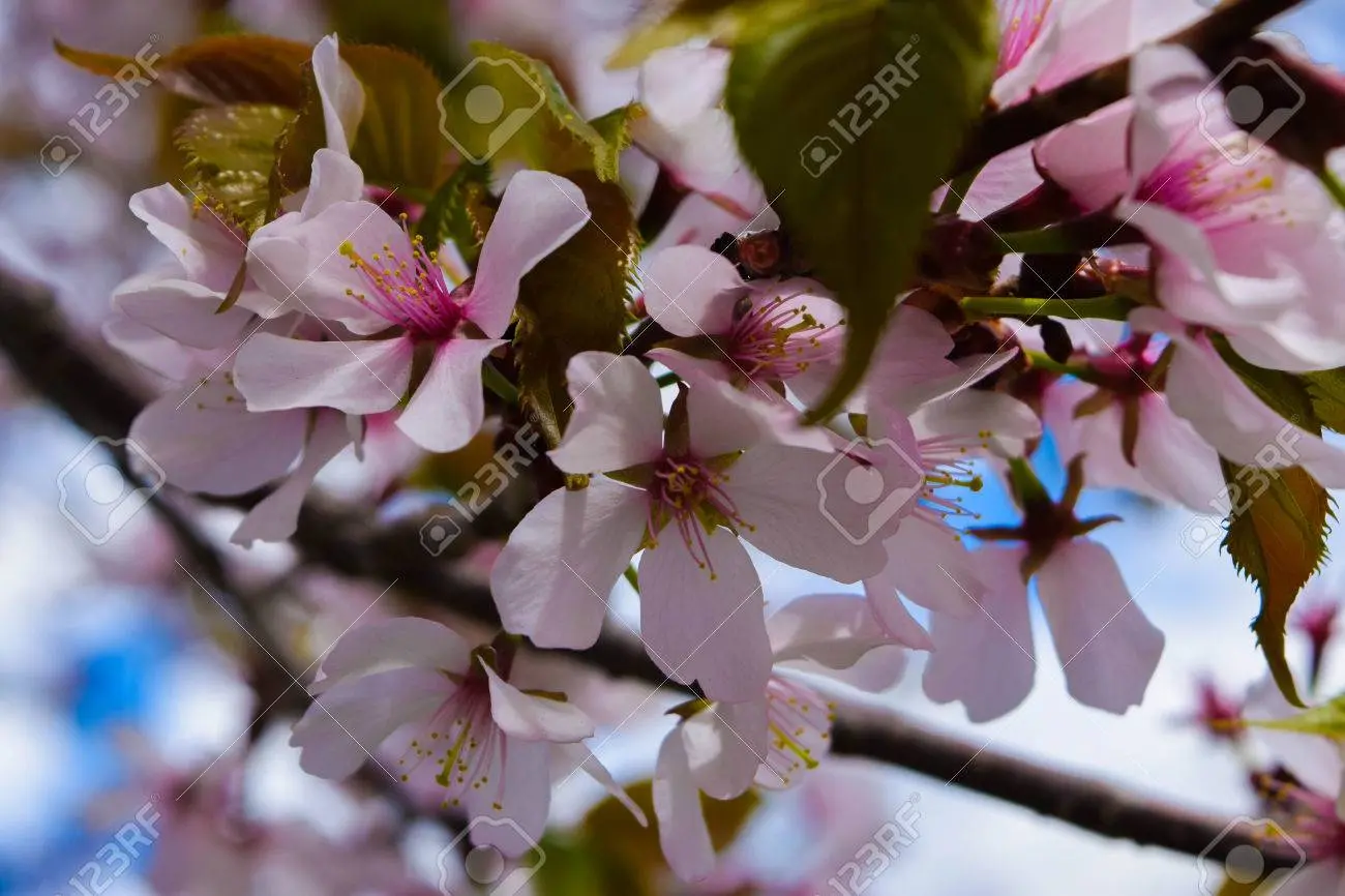 arbol con flores rosas y blancas - Cómo se llama árbol con flores fucsias