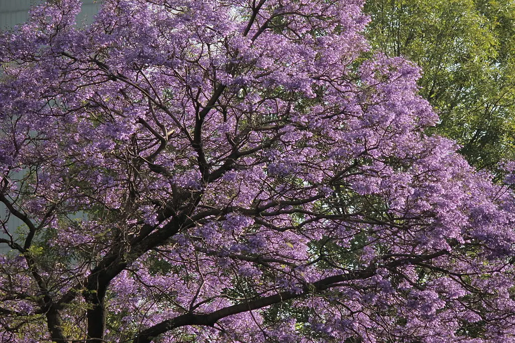 arbol de flores azul violáceas - Cómo se llama el árbol de flor morada