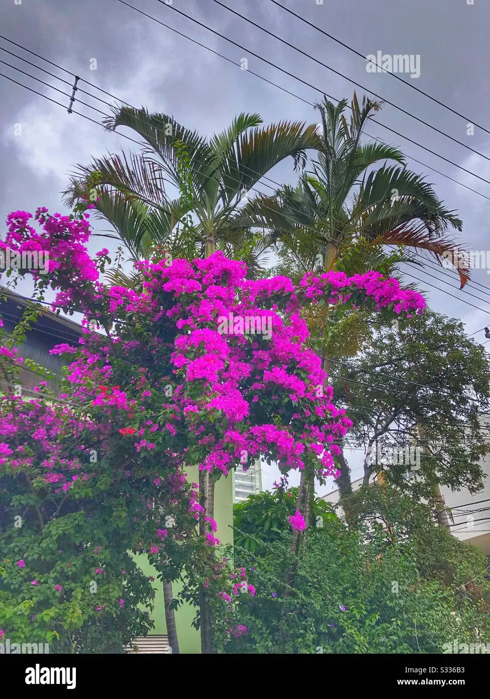 Árbol con flores fucsia: una maravilla natural - Cómo se llama el árbol de flores anaranjadas arbol con flores fucsia - Cómo se llama el árbol de flores anaranjadas