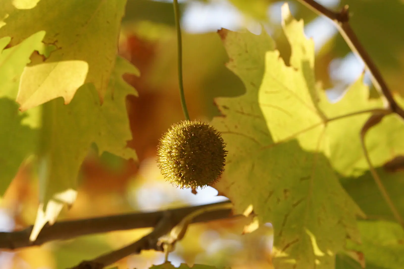 Plátano árbol flor: Lo que debes aprender sobre esta planta - Cómo se llama el árbol que hace plátanos platano arbol flor - Cómo se llama el árbol que hace plátanos