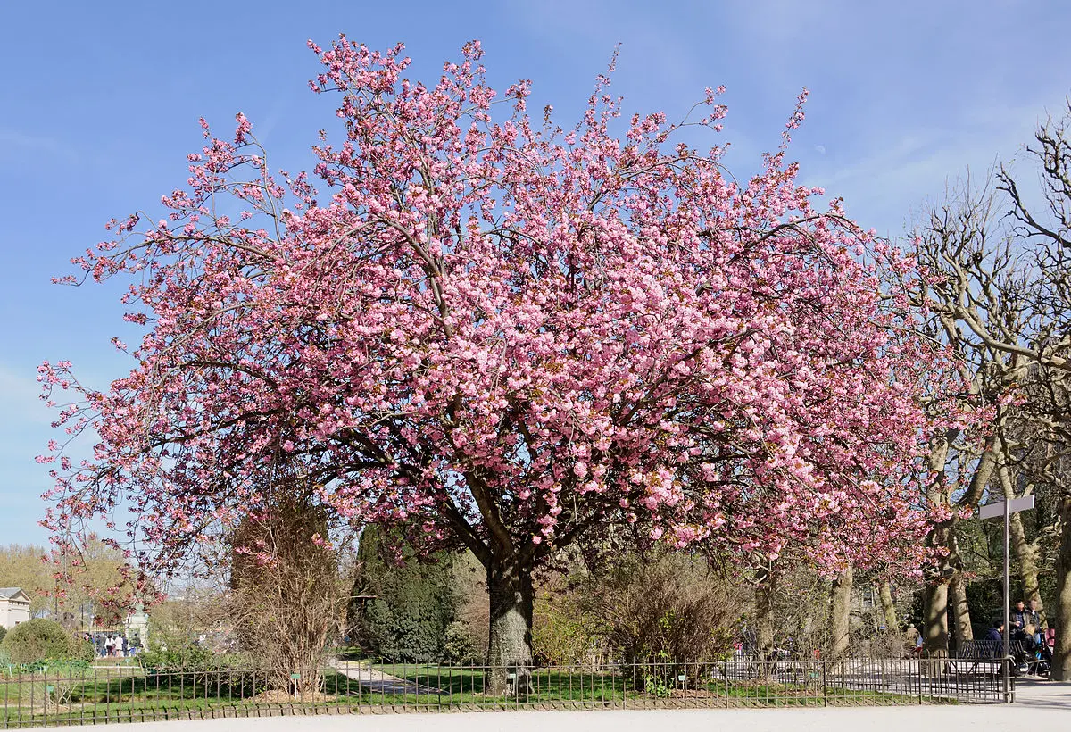 flores de cerezo corea - Cómo se llama el árbol Rosa de Corea