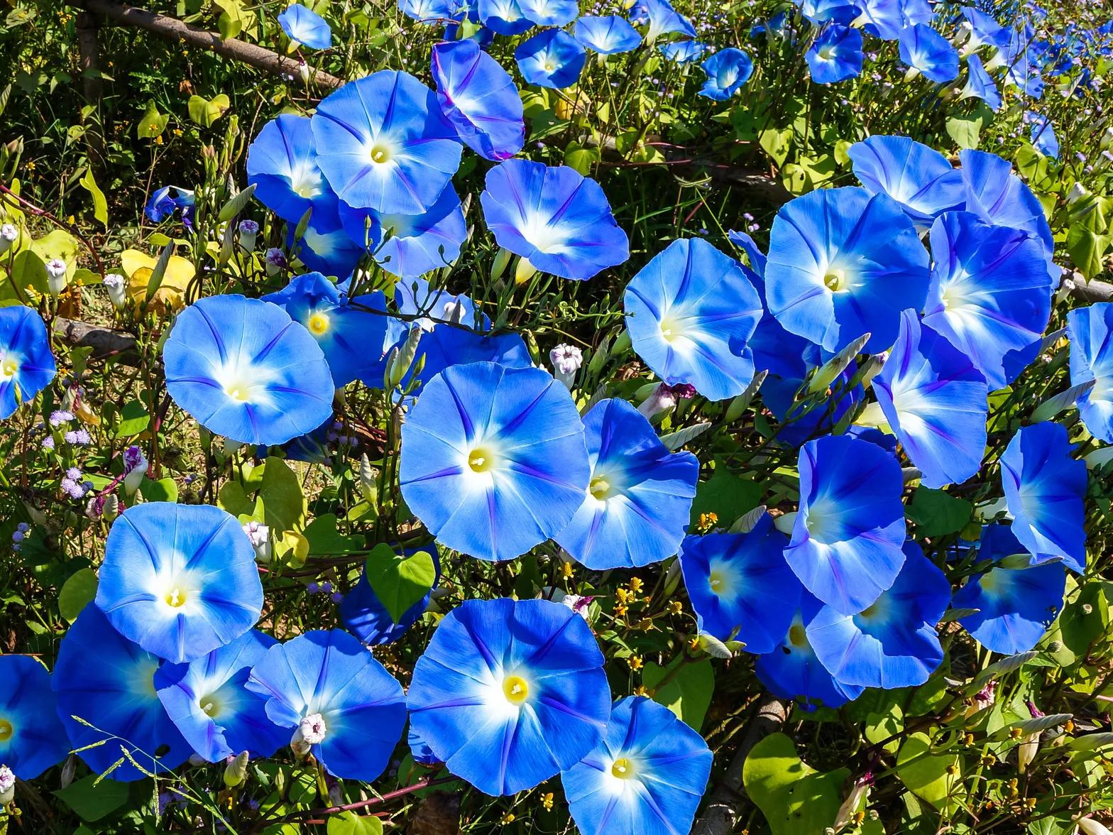 Flores azules nombres: Los arbustos y plantas con flores azules - Cómo se llama el arbusto de flores azules flores azules nombres - Cómo se llama el arbusto de flores azules