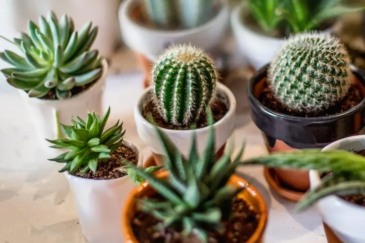 cactus con flores y sus nombres - Cómo se llama el cactus con flor blanca