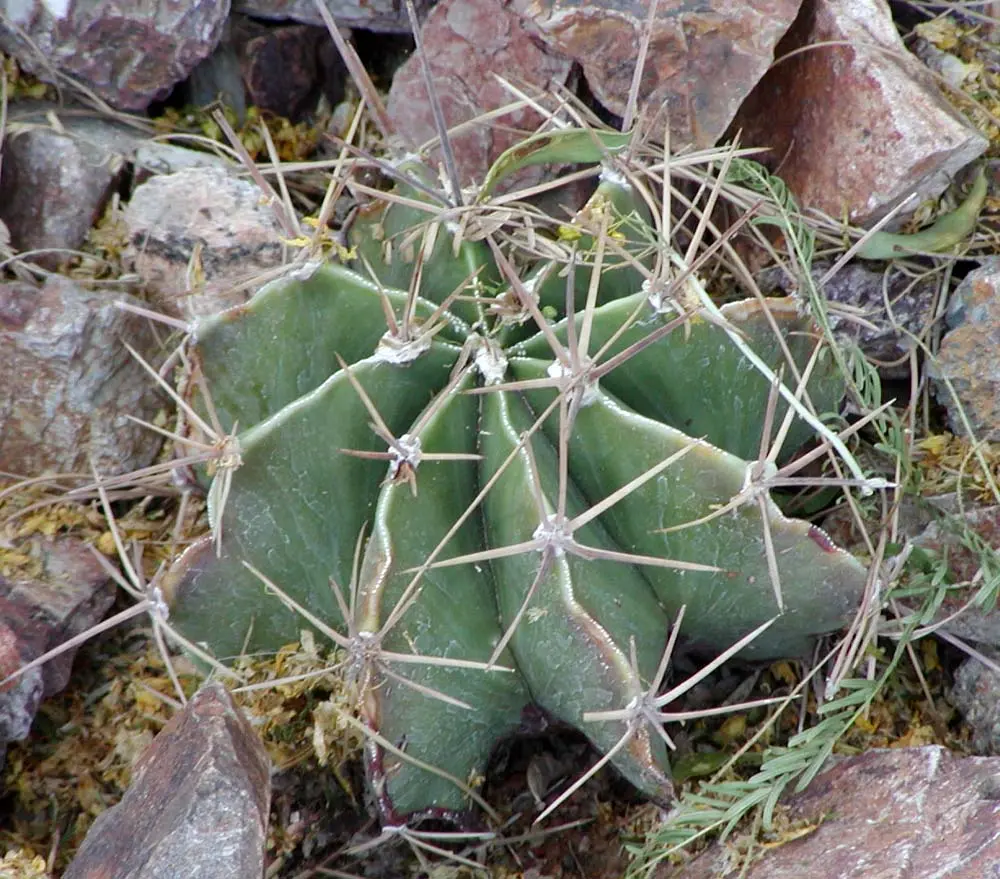 cactus con flor de estrella - Cómo se llama el cactus en forma de estrella