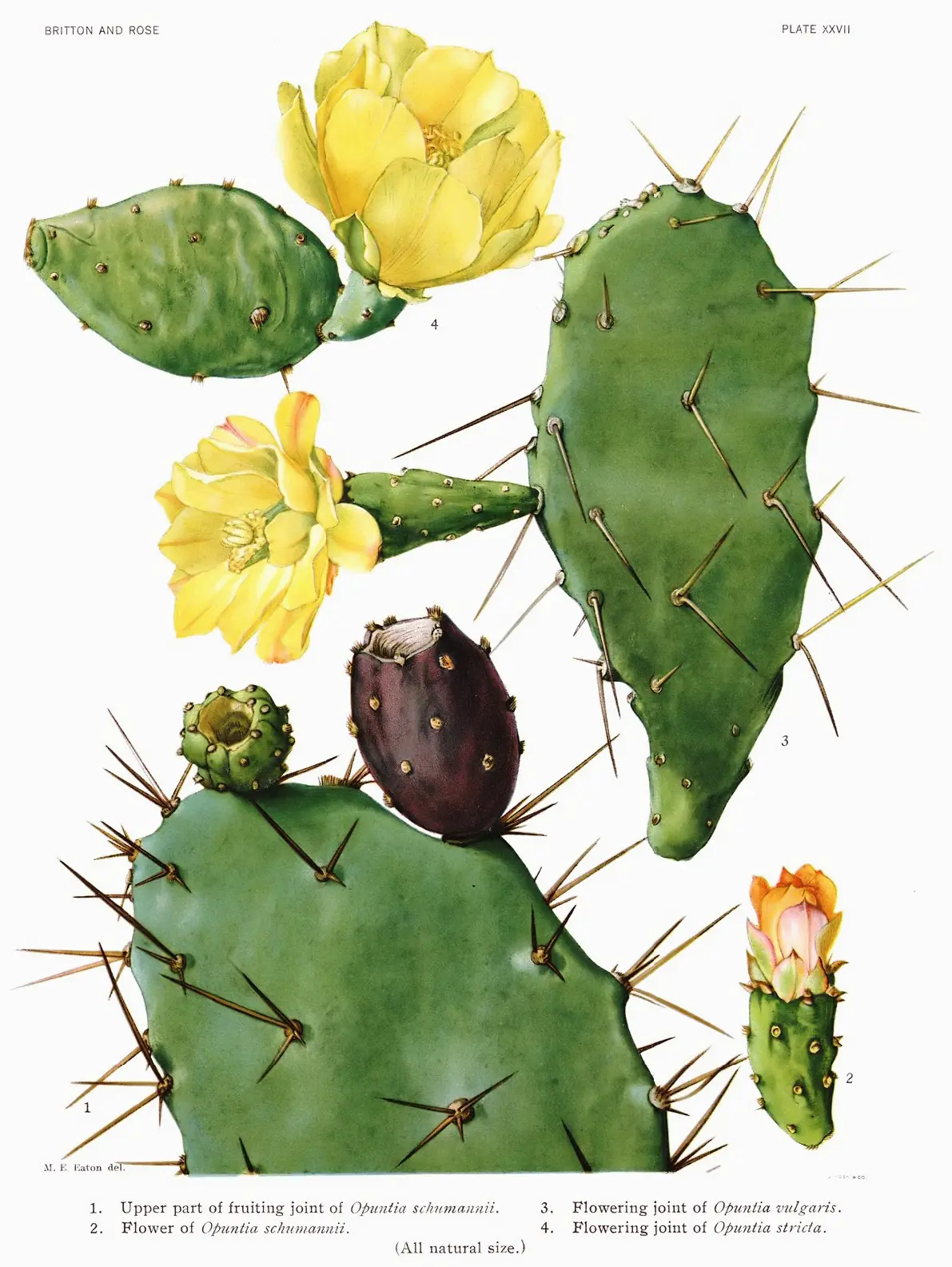 flor de copao - Cómo se llama el fruto del cactus