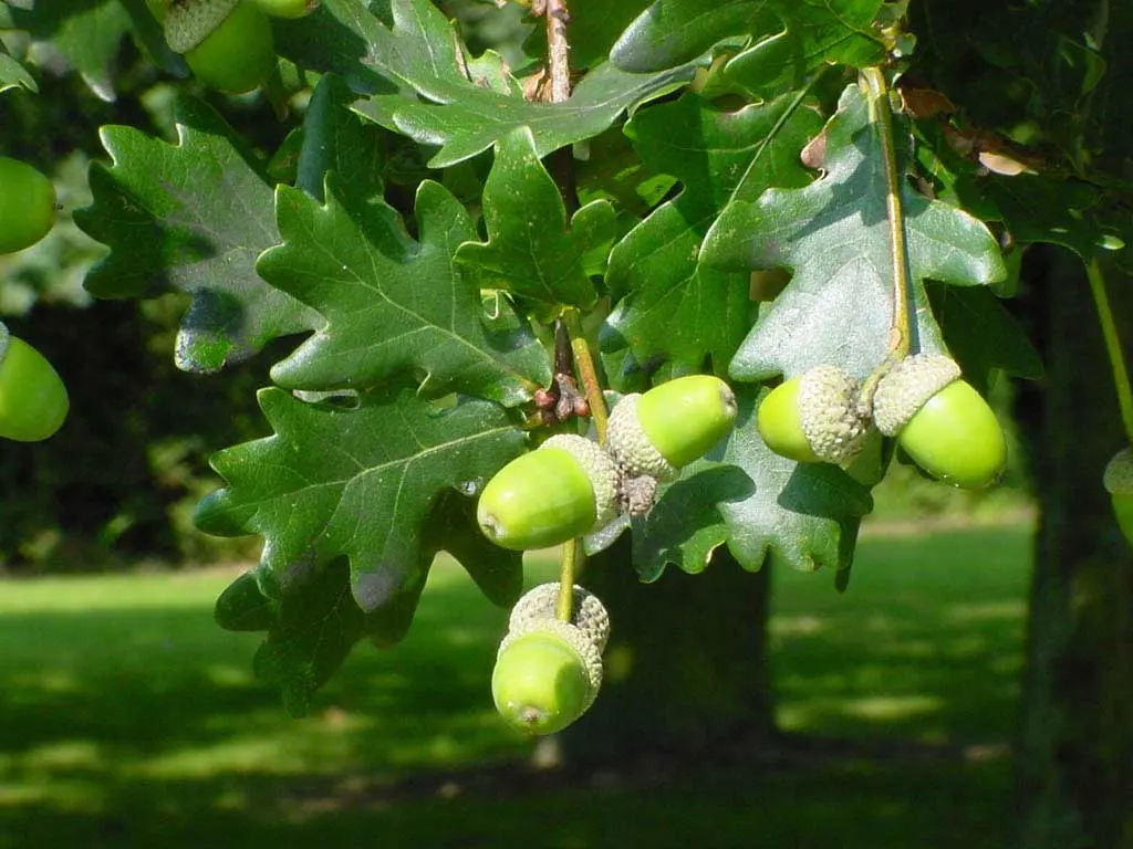 quercus robur flor - Cómo se llama el fruto del carballo