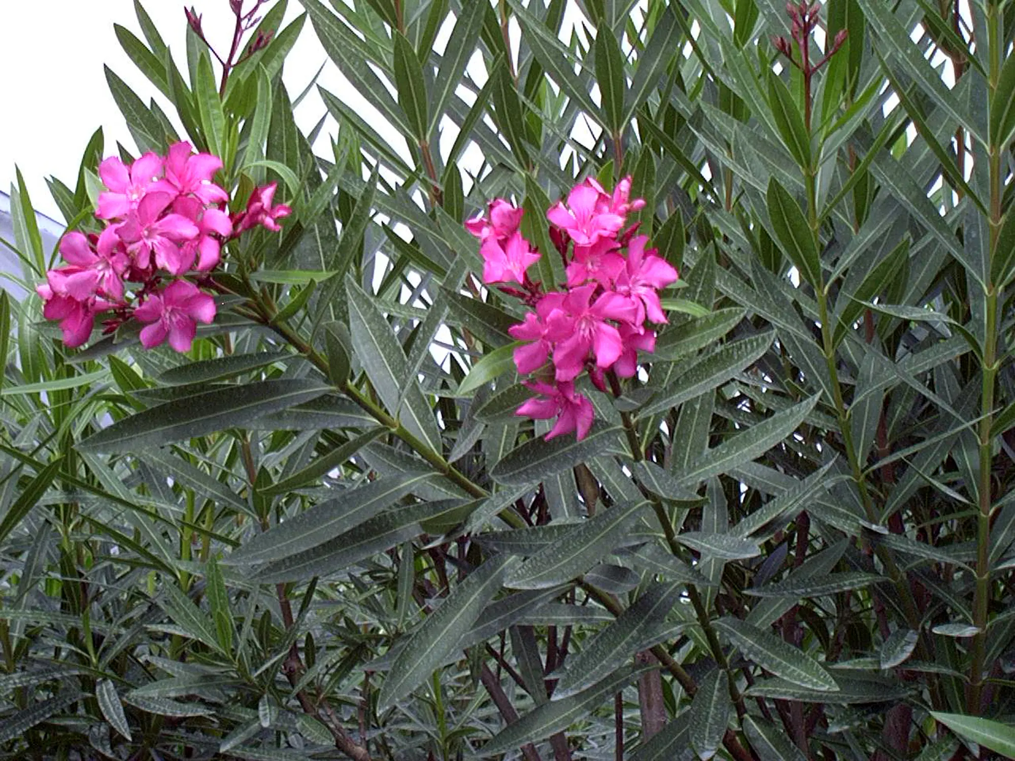 arbusto laurel en flor - Cómo se llama el laurel de jardín