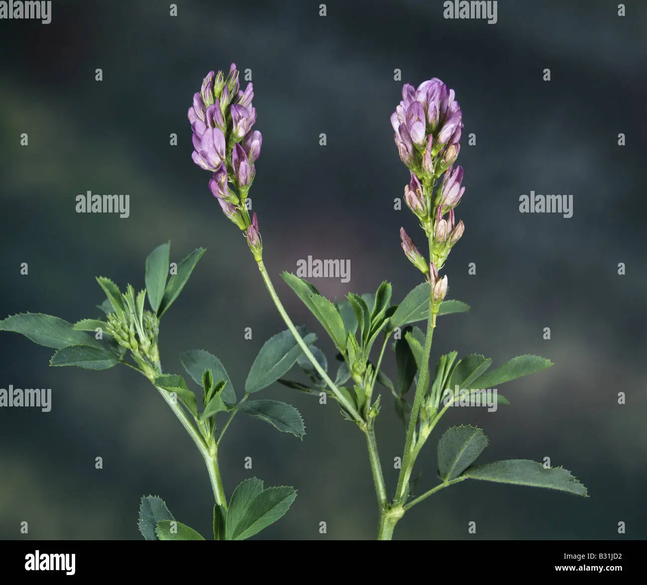 alfalfa flor - Cómo se llama la alfalfa en España