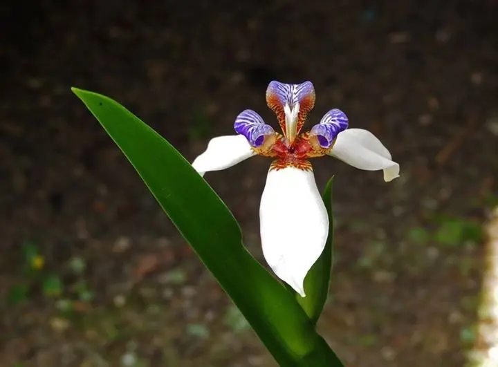 iris caminante flor - Cómo se llama la falsa orquídea