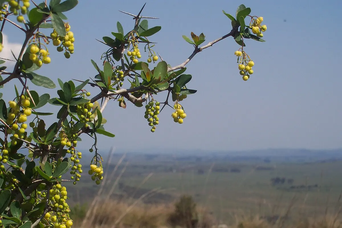 flores con espinas - Cómo se llama la flor amarilla con espinas