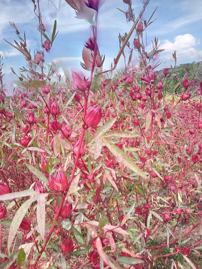 flor de jamaica cultivo en mexico - Cómo se llama la flor de Jamaica en México