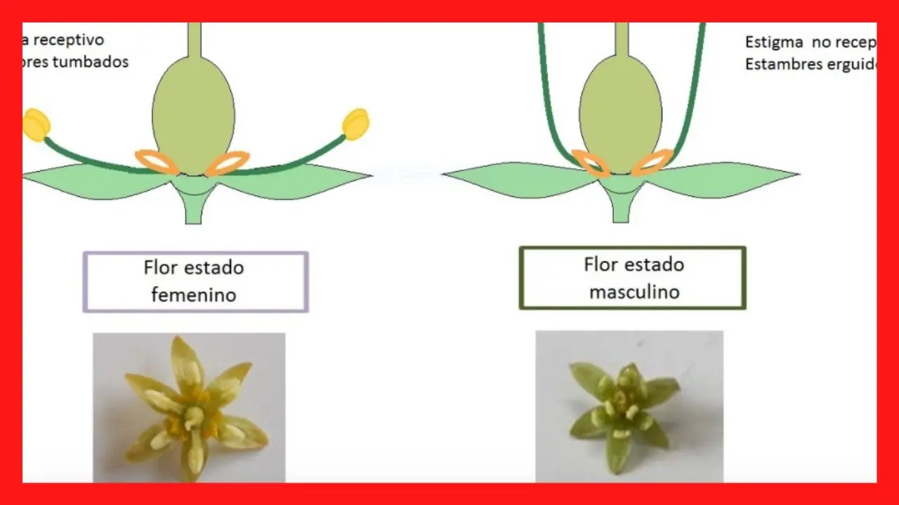 flor de la palta - Cómo se llama la flor de la palta
