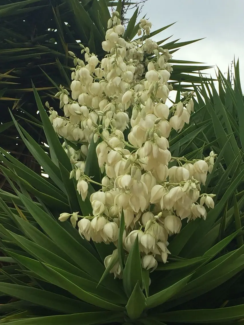 flor de palmas - Cómo se llama la flor de Las Palmas