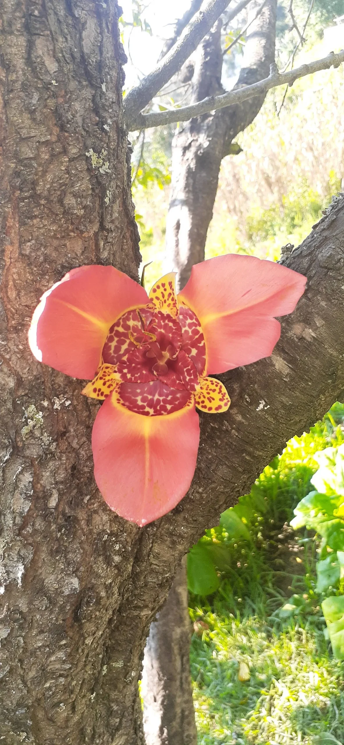 rodilla de cristo flor - Cómo se llama la flor de un día