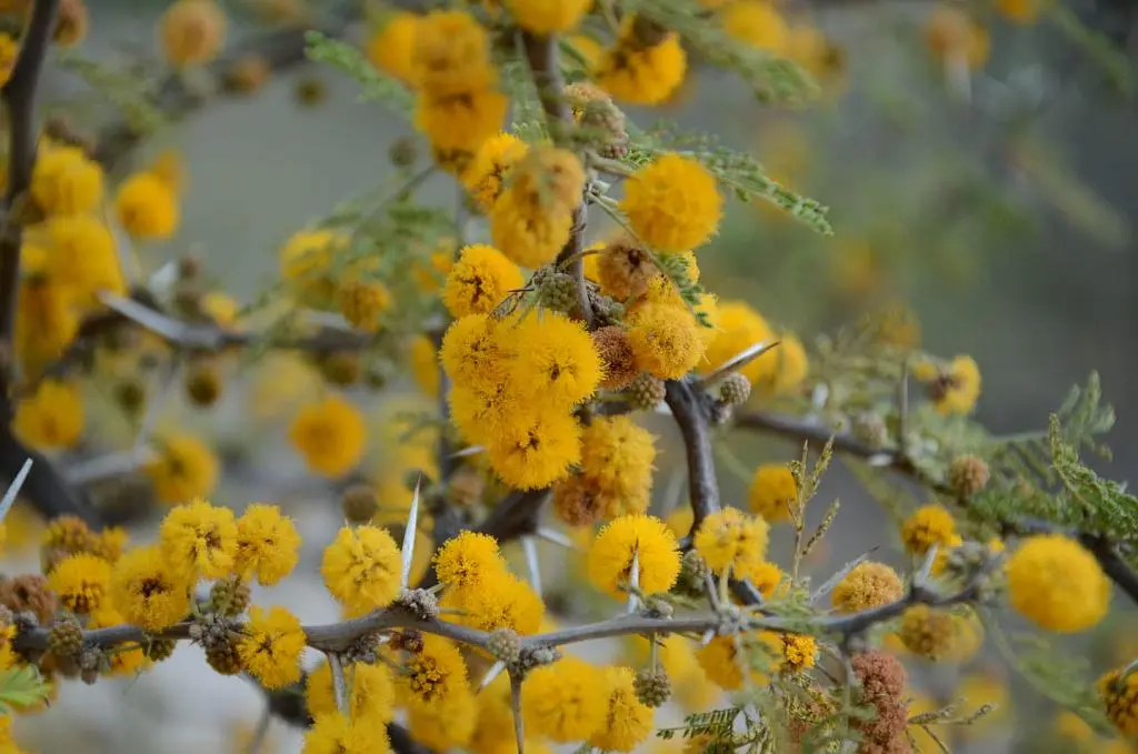 flor del aromito - Cómo se llama la flor del aromo
