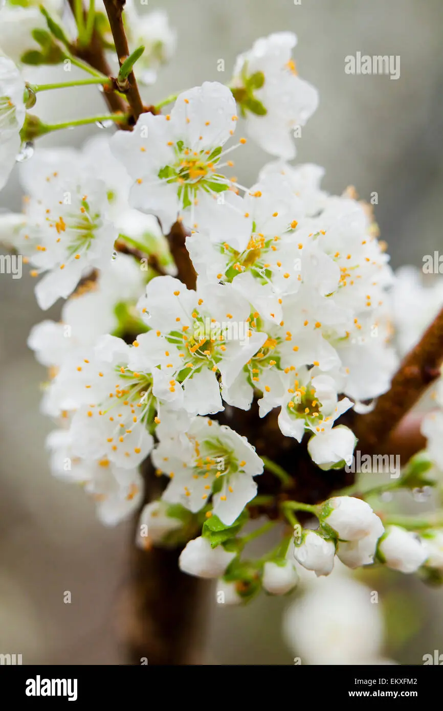 prunus salicina flor - Cómo se llama la flor del ciruelo