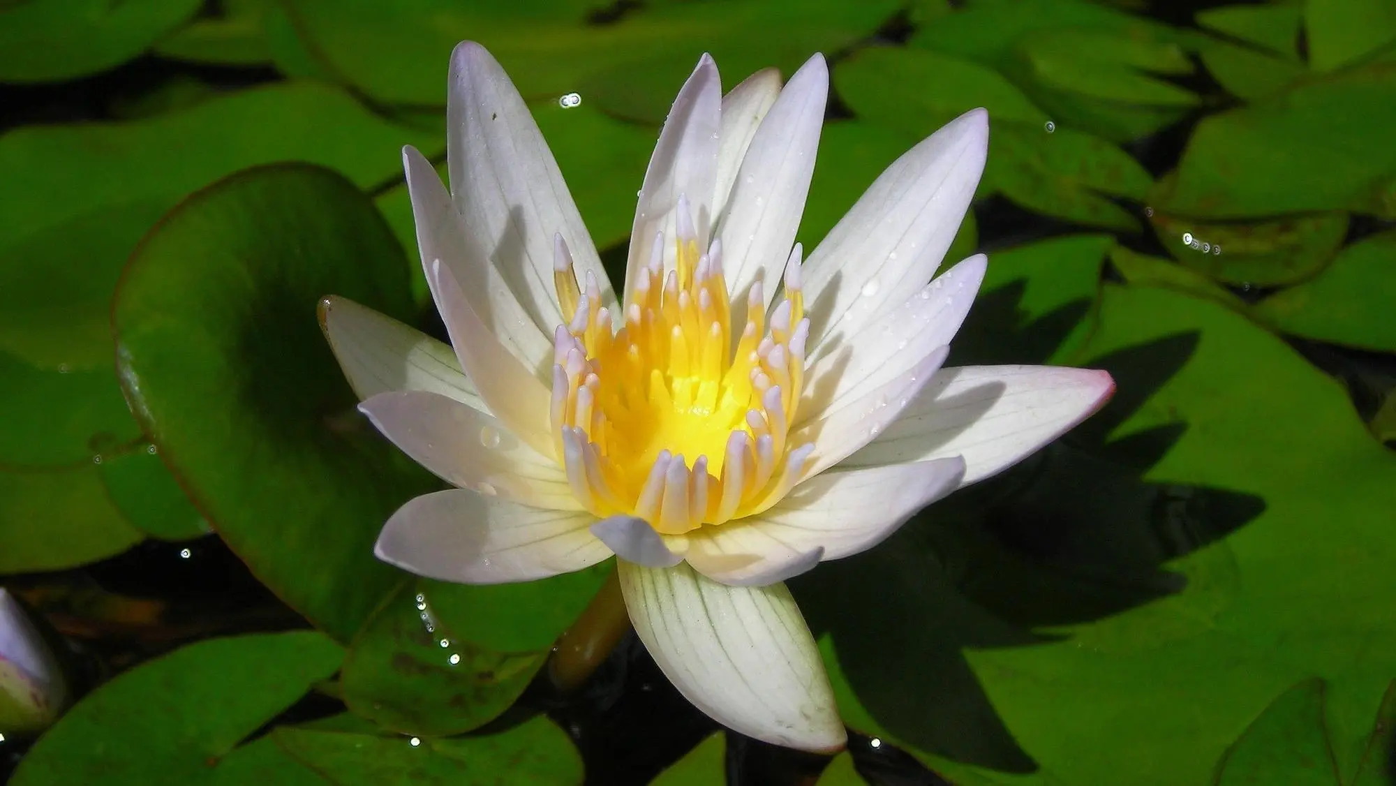 Nenufar flor: belleza acuática y simbolismo - Cómo se llama la flor del nenúfar nenufar flor - Cómo se llama la flor del nenúfar