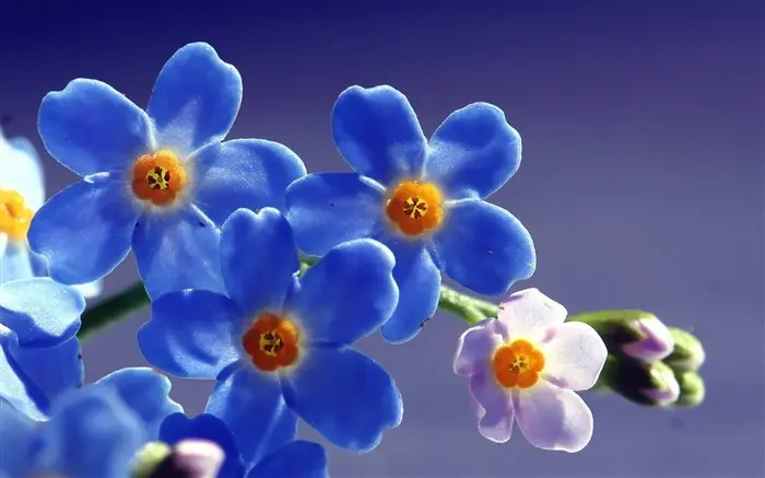 flor no me olvides leyenda - Cómo se llama la flor del olvido